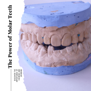 Molar Teeth: The Powerhouses of Chewing and Grinding
