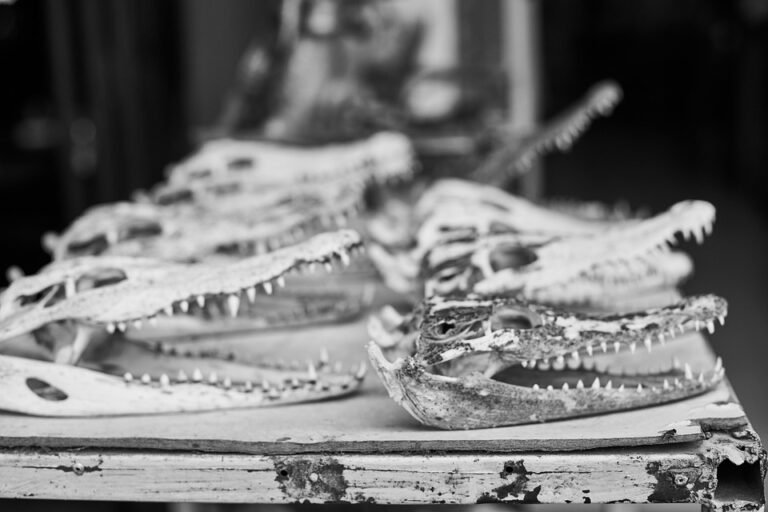 How important is shadowing a dentist