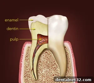 Beyond the Enamel 2 Diagram showing the layers of a tooth: enamel, dentin, and pulp.