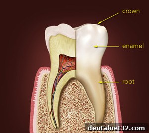 Beyond the Enamel 3 Diagram illustrating the main parts of a tooth: crown, root, neck, and gum line.