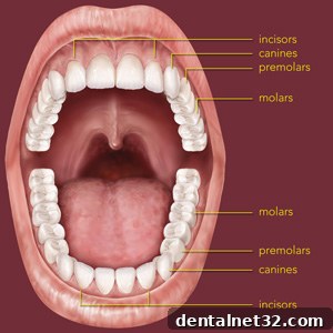 Beyond the Enamel 4 Illustration showing the different types of teeth in the mouth: incisors, canines, premolars, and molars.